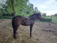 雌馬, Hungarian horse breed — 写真 6