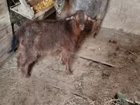 Kambing betina, Goats — foto 1