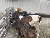 Бух, Russian Black pied cattle — 3 зураг