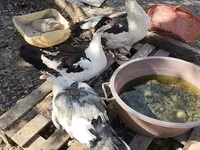 Ducks — 사진 2