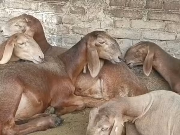 قوچ, Arashan sheep