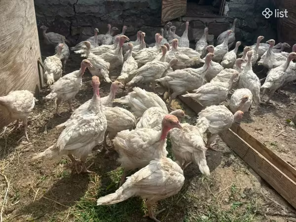 Turkeys — Armenia