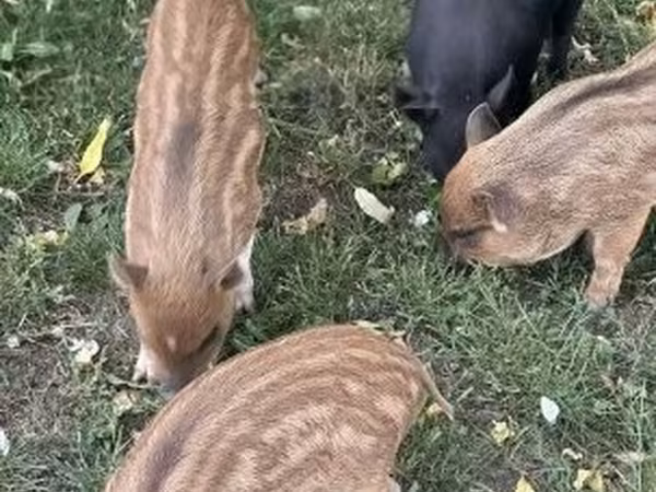 Pigs (batch, sex not specified),  — Hungary