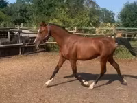 Cavallo, Shagya — foto 3