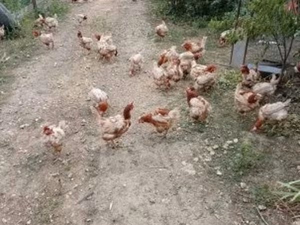 Chickens