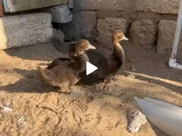 Ducks