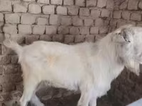Echki, Alpine goat — 2-rasm