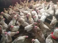 Chickens — 사진 2