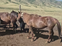 مادیان, اسب — عکس 5