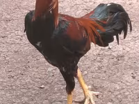 Chickens — foto 3