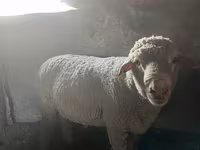 Montone, Pecore — foto 2