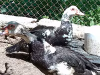 Muscovy domestica — foto 2