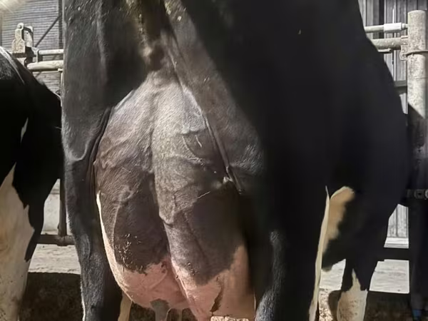 گاو ماده, گاوهای هولشتاین