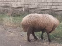 Pecora, Pecore — foto 2
