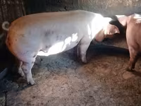 Scrofa, Maiali — foto 2