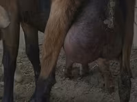 Goat, Czech Brown Shorthaired goats — photo 1