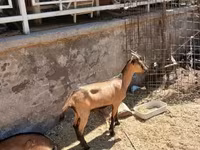 แพะตัวผู้, Alpine goat — รูปภาพ 5