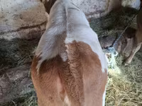 گاو ماده, گاو — عکس 6