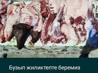قوچ, گوسفند — عکس 6