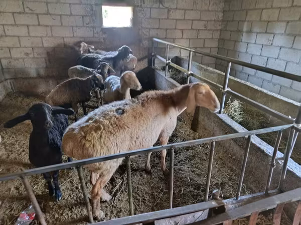Ido, Sheep