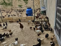 Chickens — foto 2