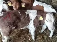 سانڈ, Simmental cattle — تصویر 1