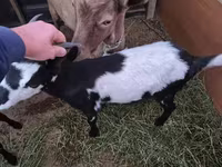 عنزة, Alpine goat — الصورة 5