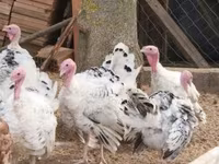 Turkeys — عکس 4