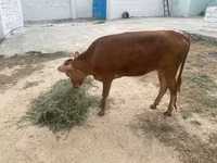 گاو ماده, گاو — عکس 5