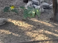 Ducks — عکس 3