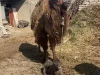 Cămilă femelă, Cămile — foto 2