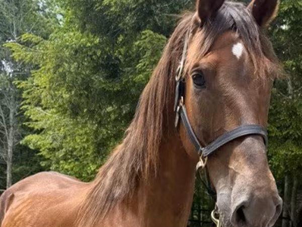 Stute, Dutch warmblood horse