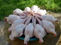 Prepelite de casa carne proaspata si sanatoasa — picha 4