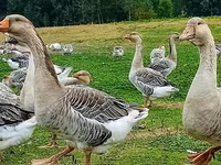 Geese — 照片 7