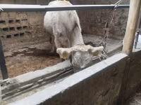 گاو ماده, Swiss cattle — عکس 3