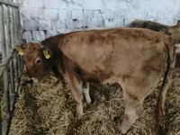 암소, Simmental cattle — 사진 3