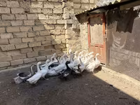 Geese — foto 4