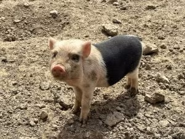 Шошқалар (топ, жынысы көрсетілмеген), Вьетнамская вислобрюхая