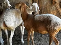 Schaf, Rhon sheep — Foto 2