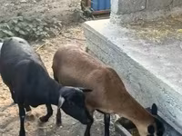 Kambing betina, Nigerian dwarf goats — foto 2