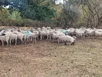 میش, Baerchuke sheep — عکس 2