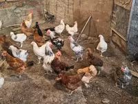 Chickens — 写真 2