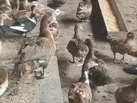 Ducks — 4 зураг