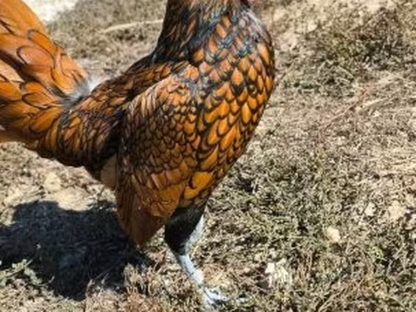 塞布赖特