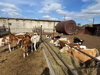 Krowa, Simmental cattle — zdjęcie 8