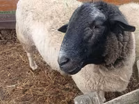 Kambing jantan, Sheep — foto 3