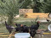 Chickens — foto 4