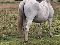 ሴት ፈረስ, Horses — ፎቶ 3