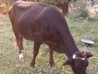 Mucca, Bovini — foto 1