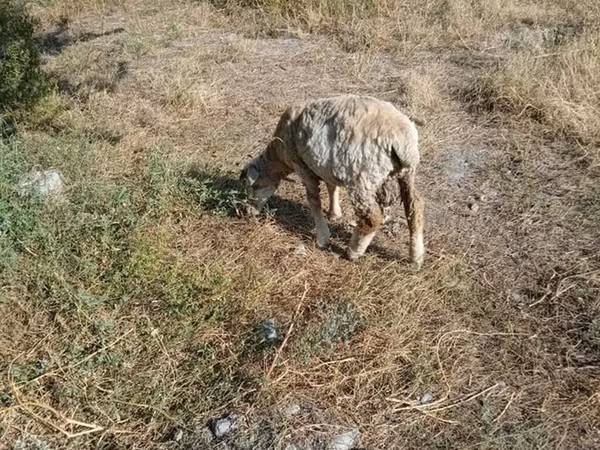 بز ماده, بز